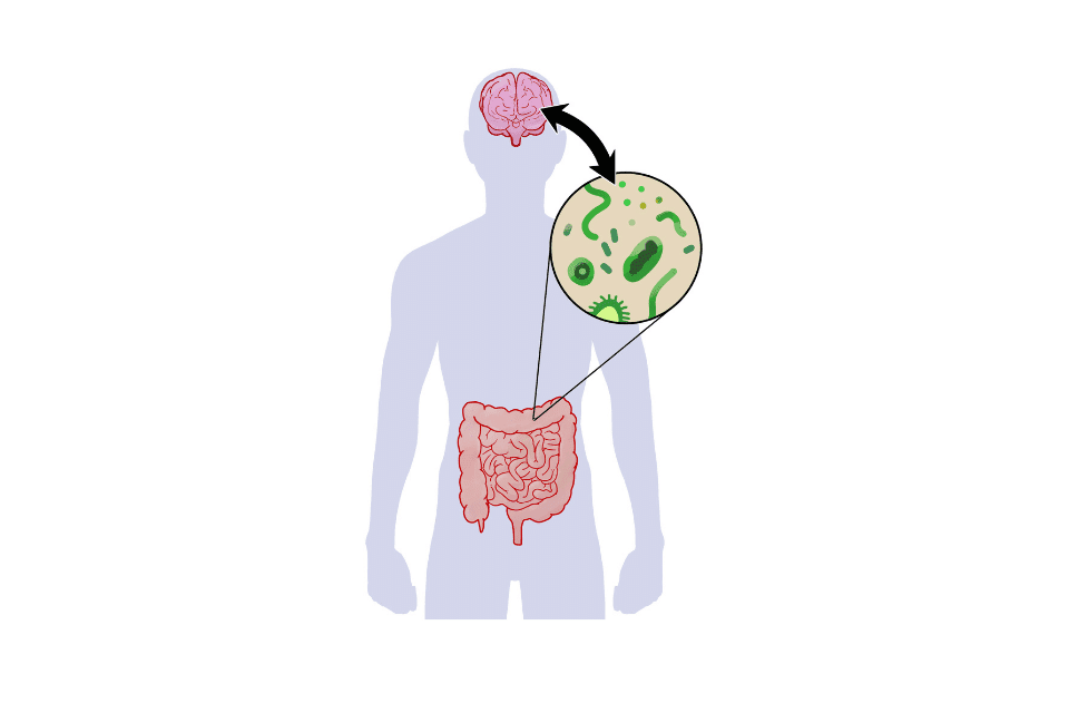 Syndrome de l'intestin irritable et test du microbiote intestinal Nahibu.